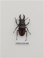 藏品(鍬形蟲科(一))的圖片